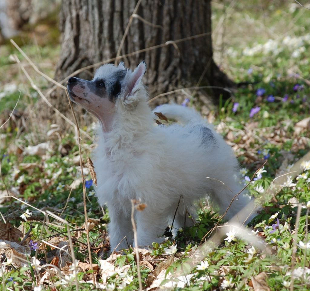 Bonniveras Ebu'rneus