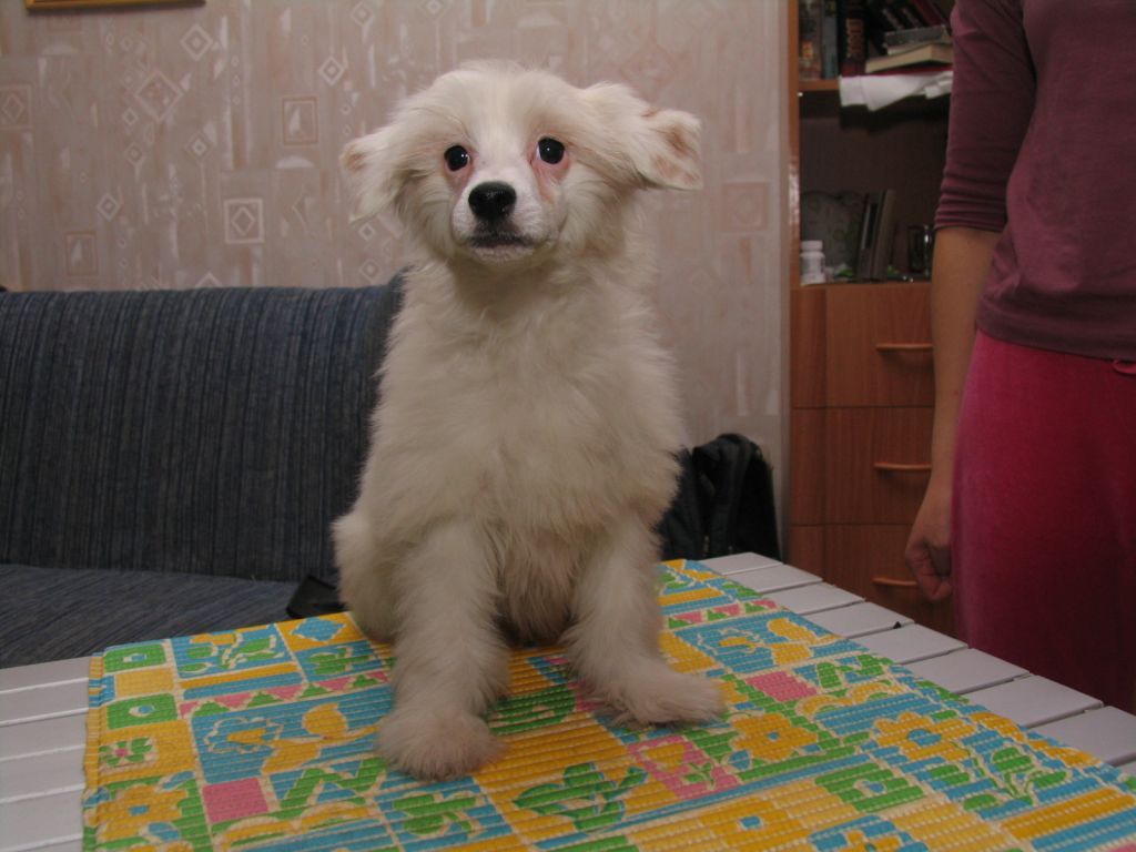 Elenline Izbrannik Sudby