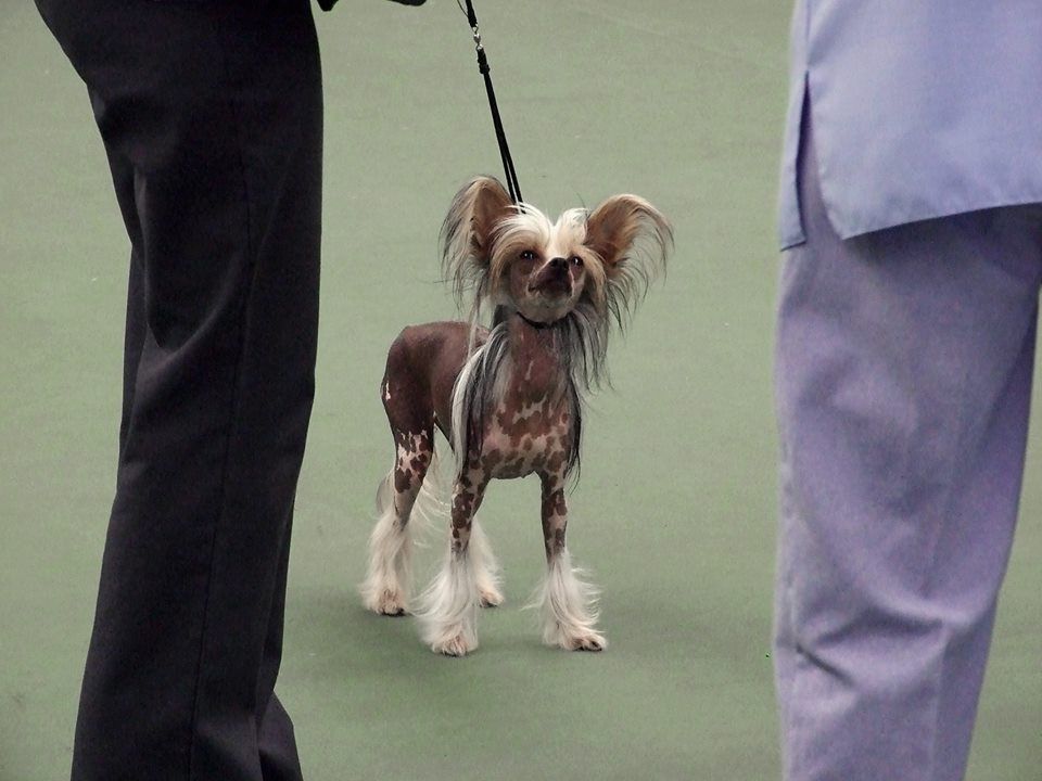 trishwish cynthia rose