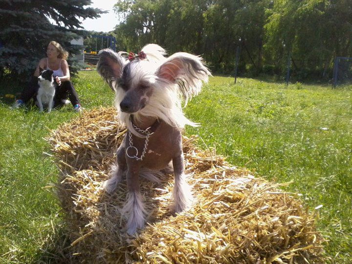 Sasquehanna (FCI) Ruletka