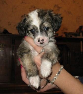 Sapfir iz Tsarskogo Sela Yintari