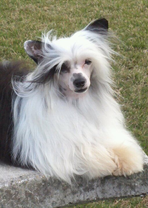 Altacrest's Eat Mor Chikin