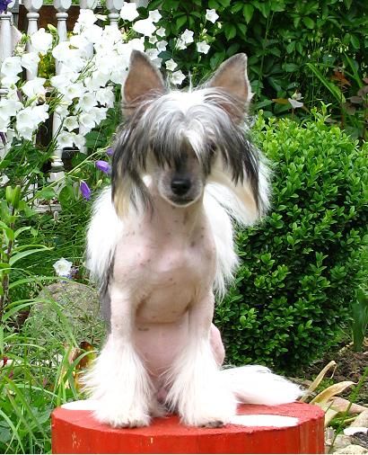 Dogland Happy Argentina