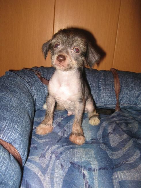 Ram Ninel Velikiy Yuy