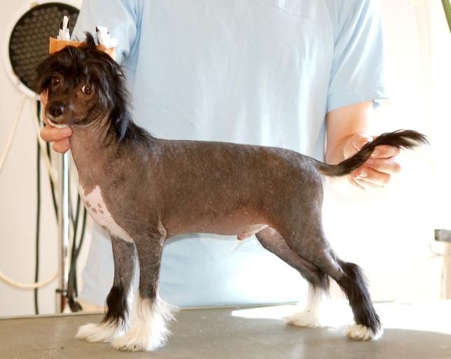 Koynaur's Definitely Desirable