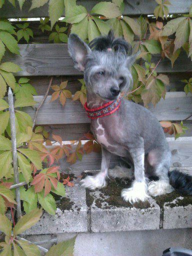 Koynaur's Diva-Licius