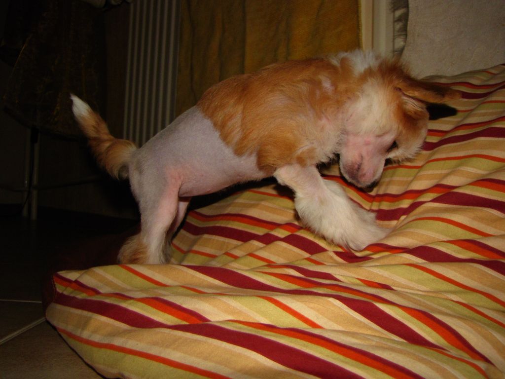 Ayyla Crested dare