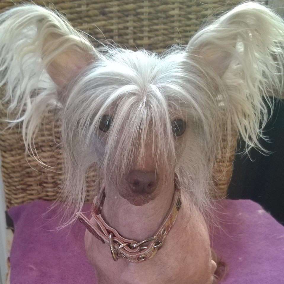 Be My Dog's Pinball  Cha Cha