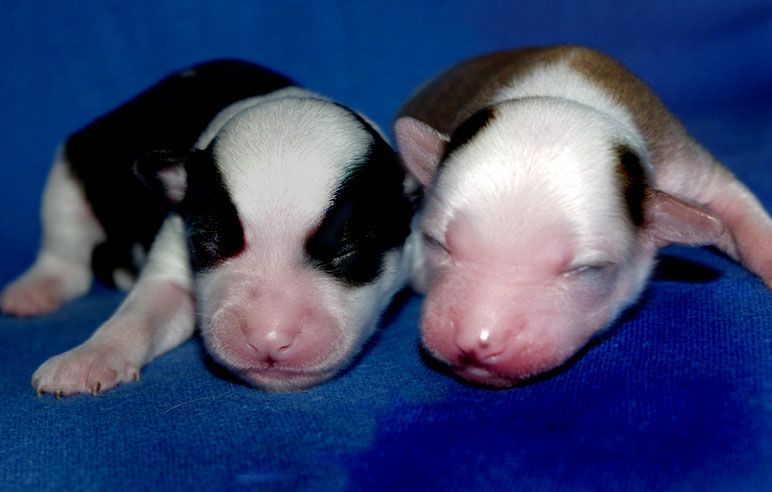 Futureline Felicie V