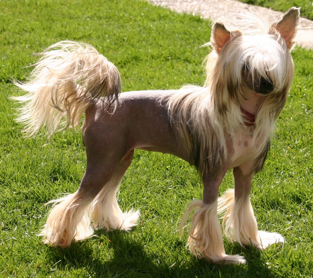 Laureola's Pretty Princess