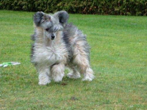 Gamla Bodens Mini Kiia