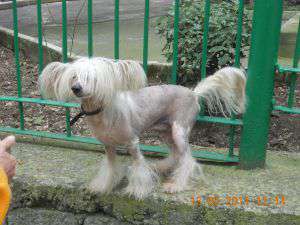 Russkiy Samurai Trufaldino