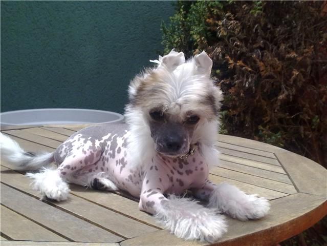 Atxarrea ahisa une petite princesse