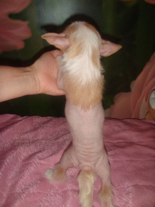 Bridjit Emmi Money Stream