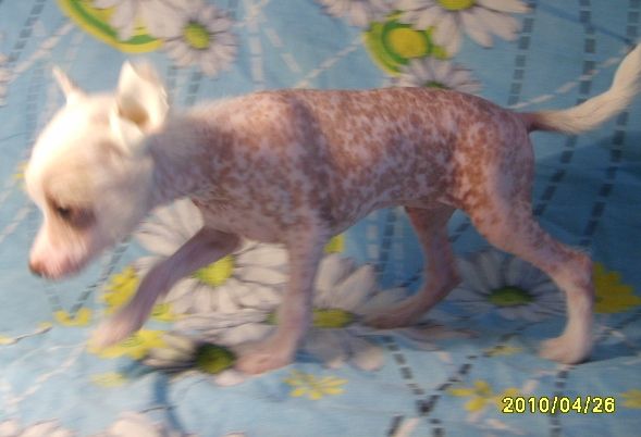 Orero Lovely Meritaton Hikari