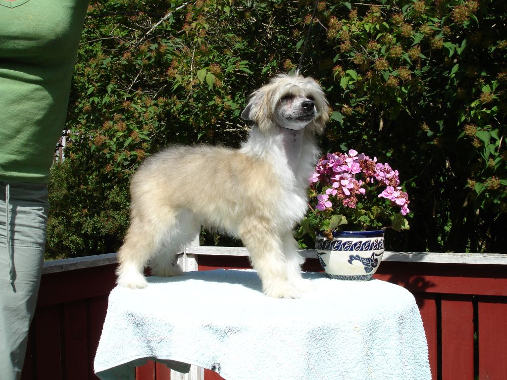 Sea Fire's Just Pretender