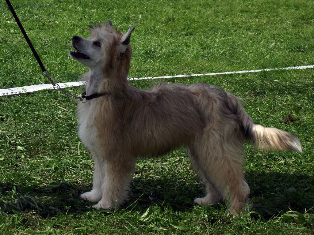 Sea Fire's True Love