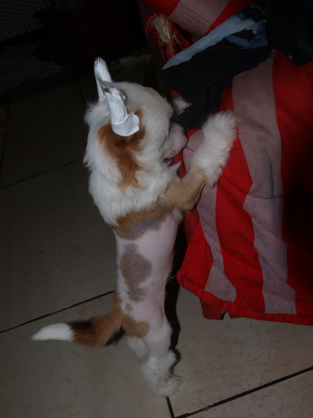 Sweet Milk Chocolate