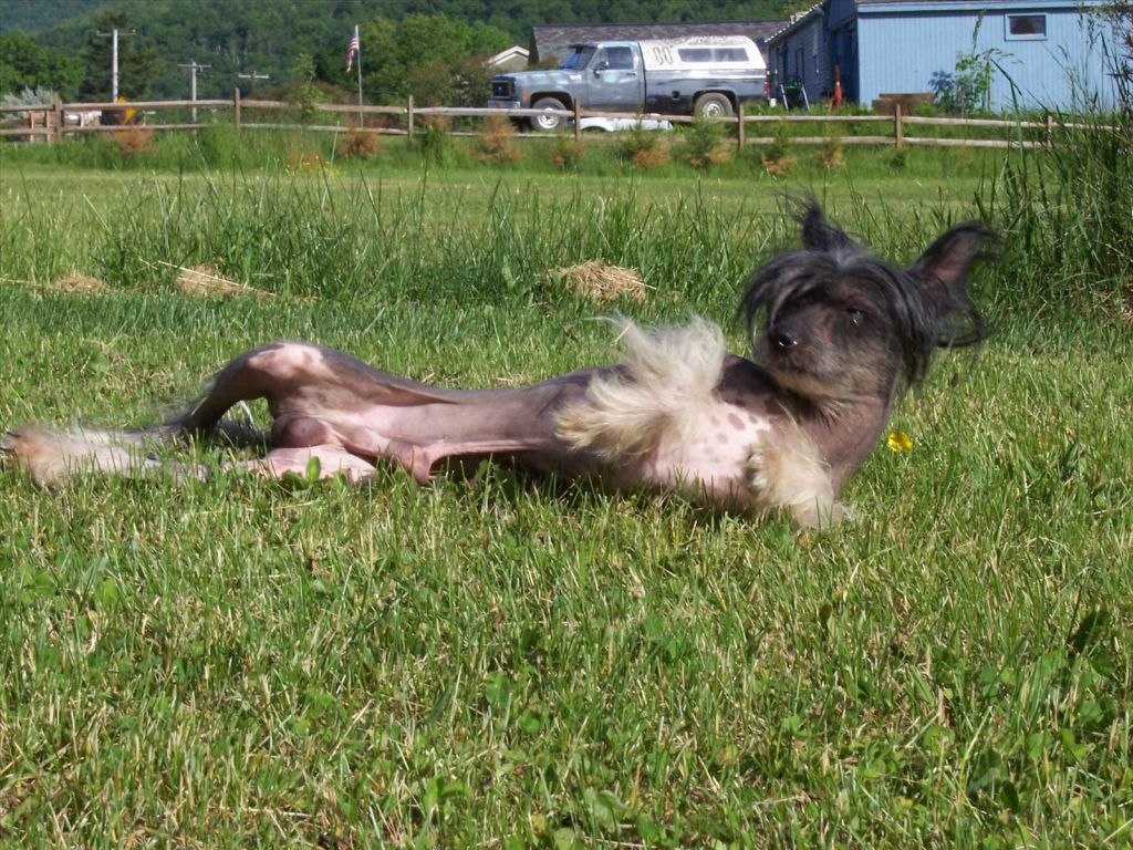 Lillie's Secret Oliver Freemont