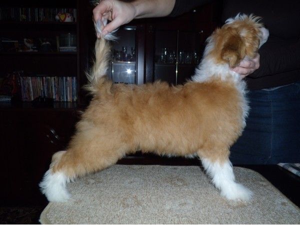 Shanti Oliver Muza Crested