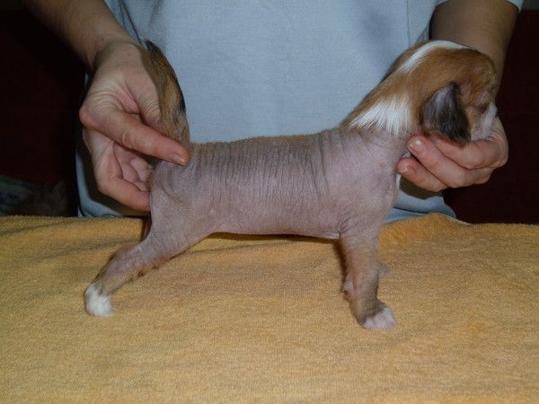 Saimone le Bon Muza Crested