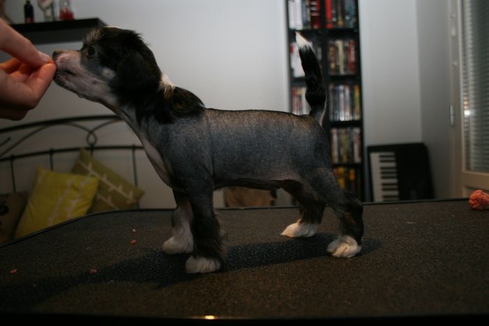 Three Cheers for Darjeeling Limited