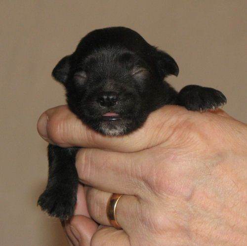 Lohamras Queen Mirabelle