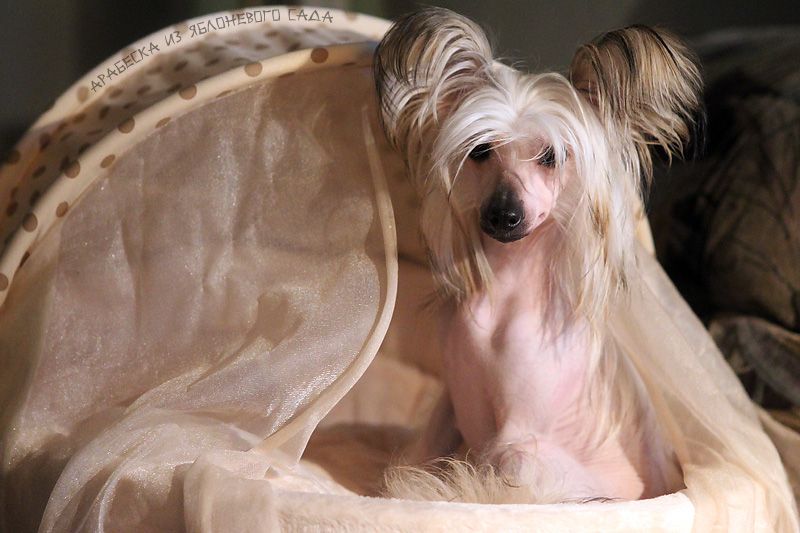 Arabeska iz Jablonevogo Sada