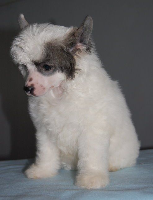 Taijan Dreamer Understatement