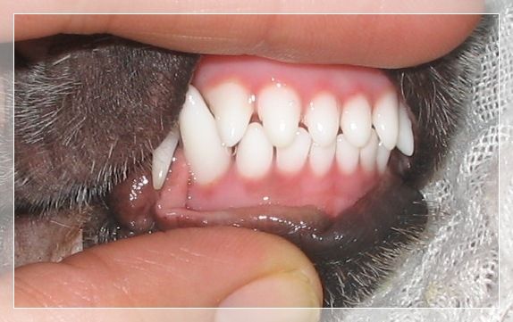 Quiincharme's  Ever Only Kind To Me