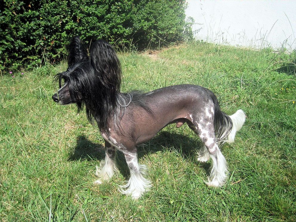 Bi-lav Plus Chinese Dream For Christine