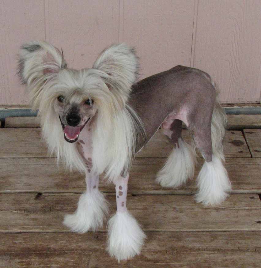 Crest-Vue's Spin'N My Wheels