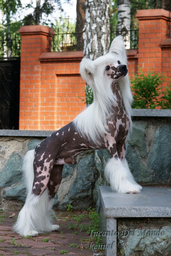 InsLuckyStar Karrera