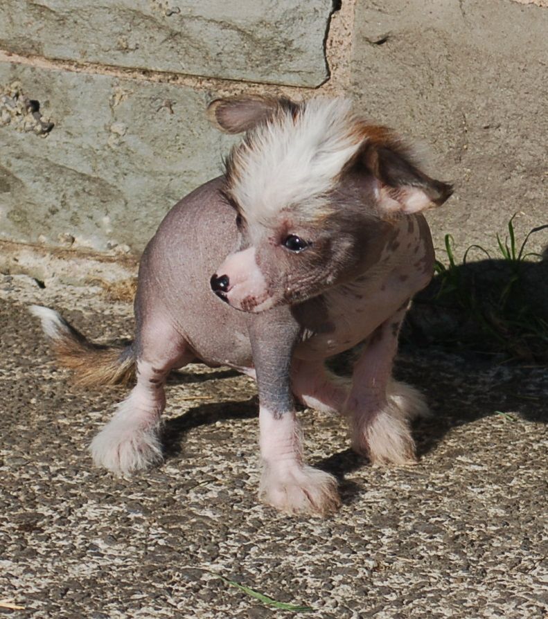 Tamarsh Benjamin Boots