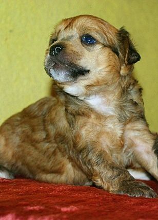 Karmel Grzywkomania