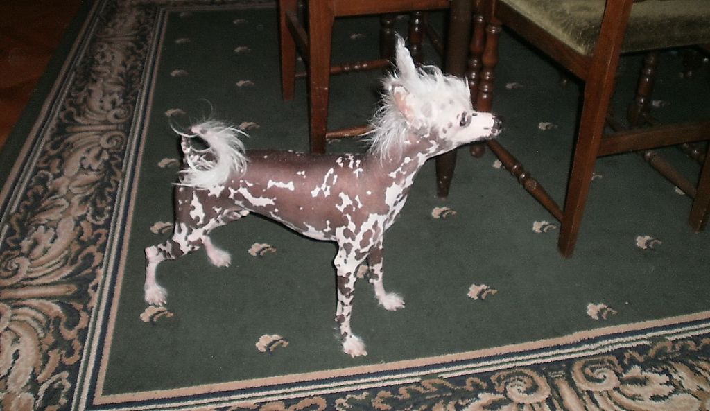 Aloys Whole Lotta Love