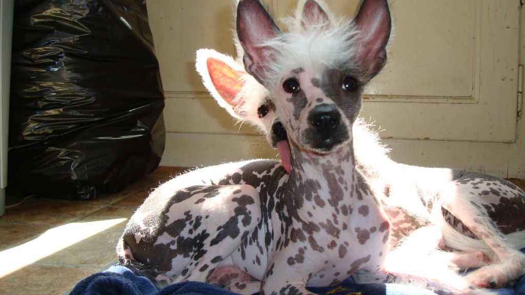 Aleca Addicted to Love