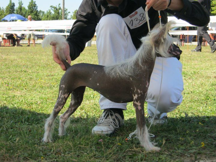 Albina Simply Irresistible