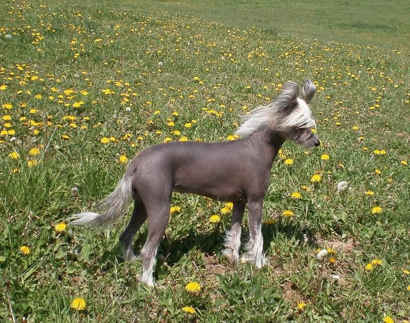 Baborine Ladys' ar Arenis Marri