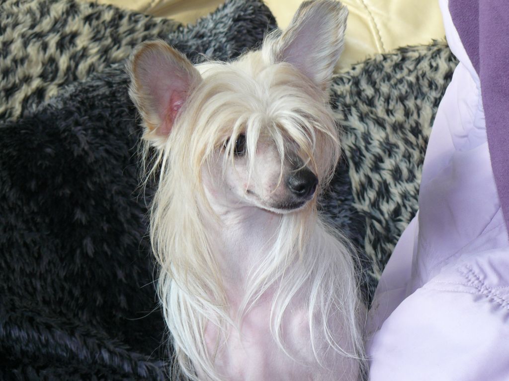 Cheeswood Attraction