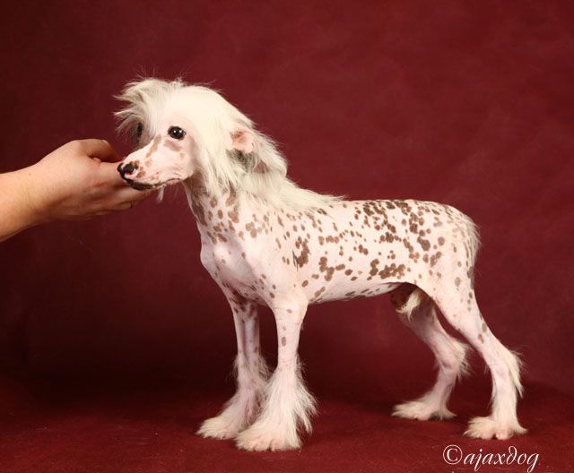 Blazhenstvo iz Jablonevogo Sada