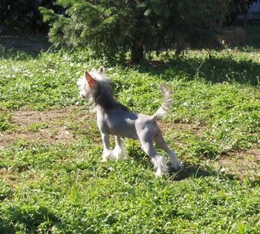 Lady Dakota