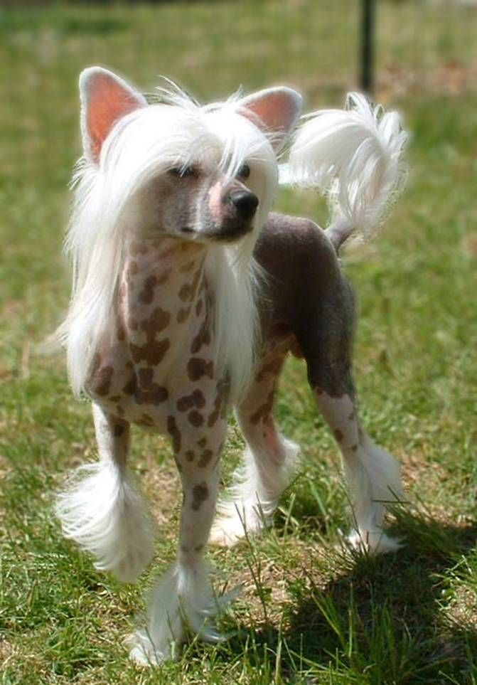 Leewins Ah Choi Of Jade