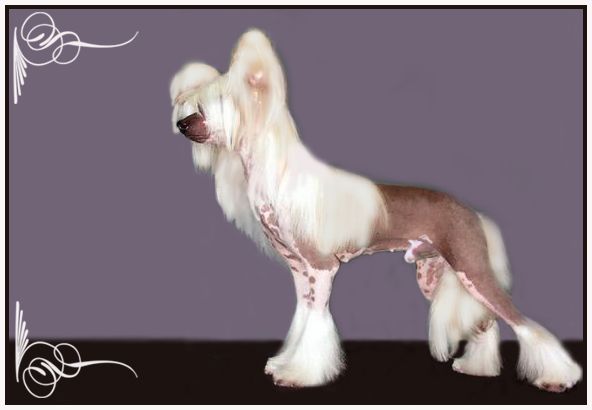 Kredo Festa Light My Fire