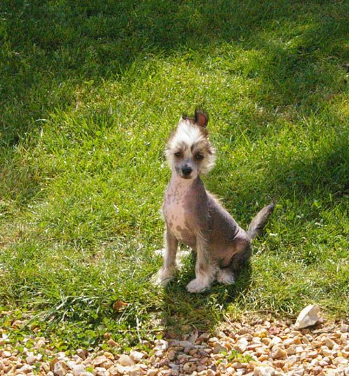 Oriental Jokes Fly away