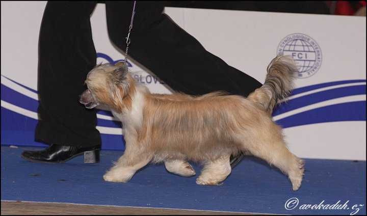 French Can Can du Domaine du Président