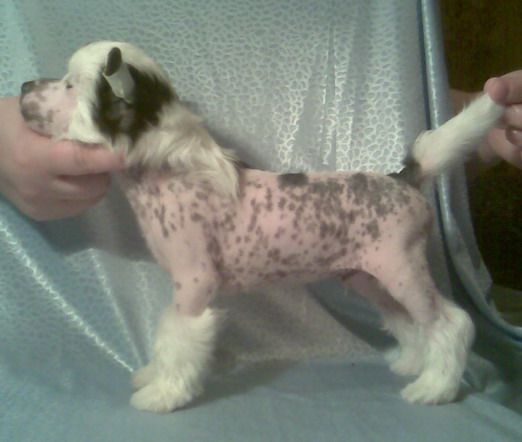 Richard Lvinoe Serdtse