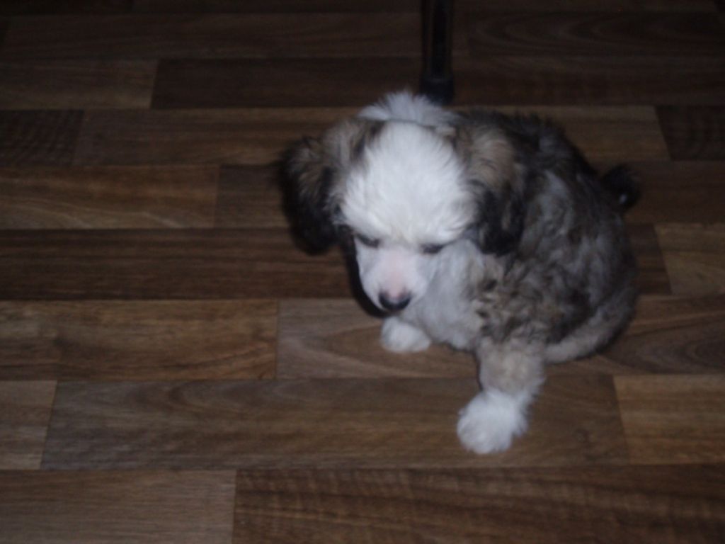 Souldrop's Lil Boy Blue