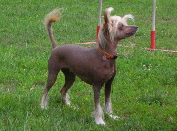 Callis Fortuna Rose of Silesia