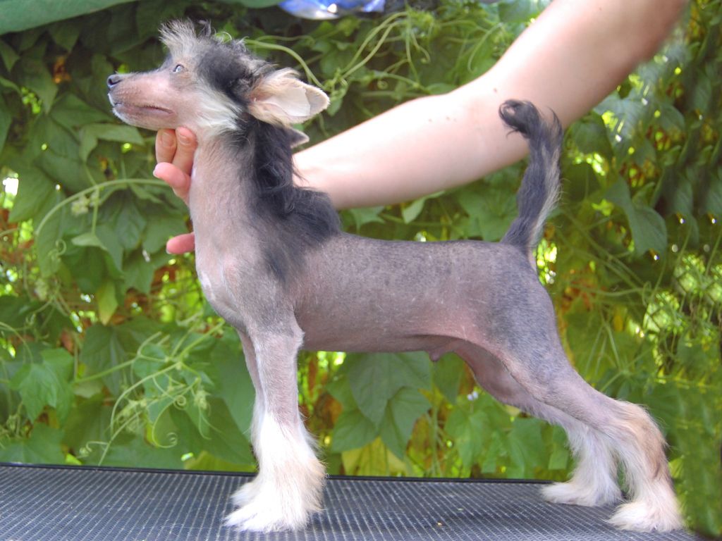 True Magnifisen Chester